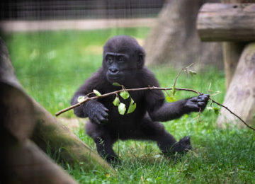 Baby gorilla holding small tree branch and looking off into the distance.