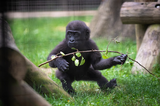 Baby gorilla holding small tree branch and looking off into the distance.