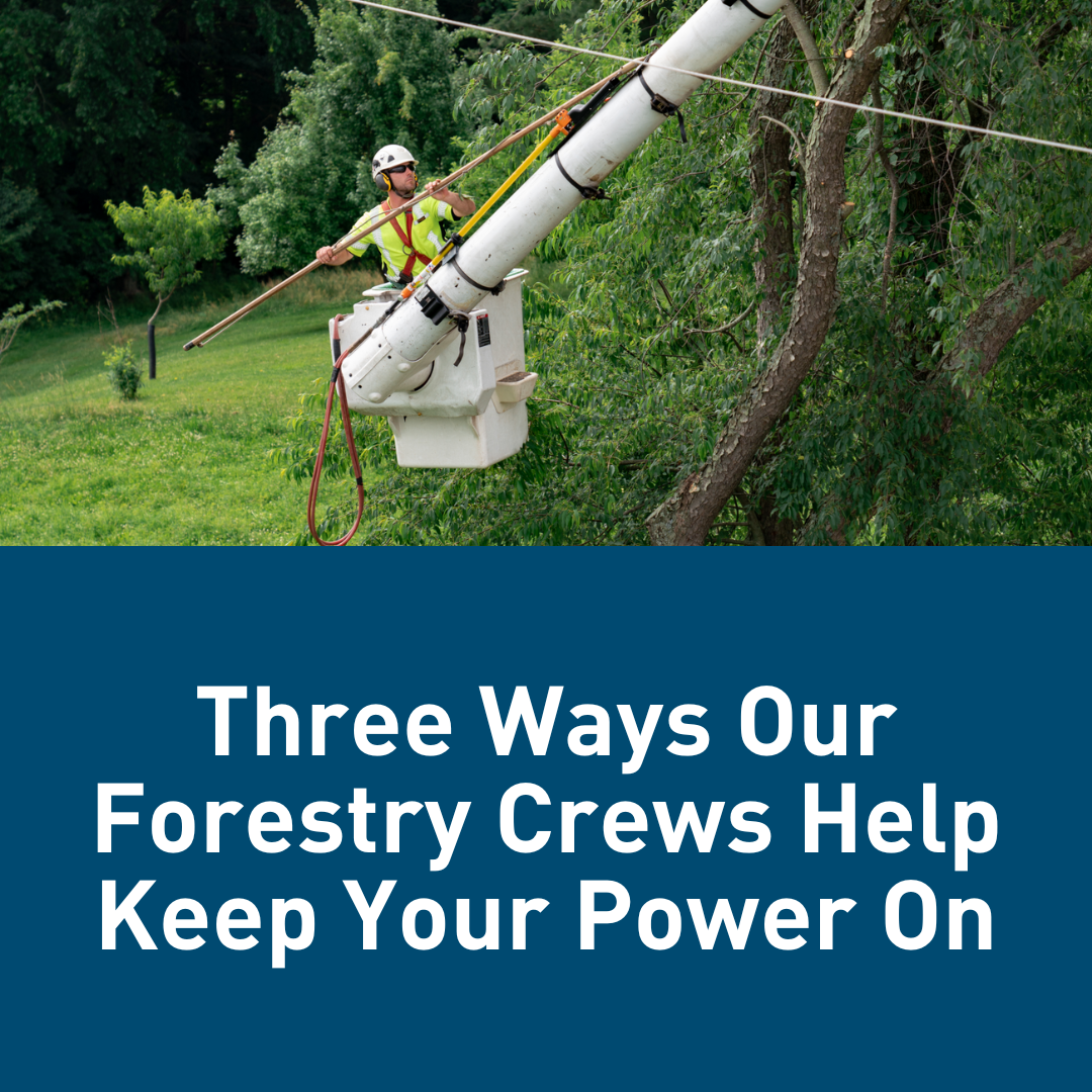 Three Ways Our Forestry Crews Help Keep Your Power On