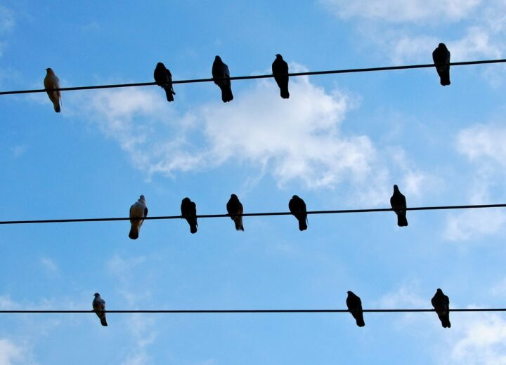 Photo of birds on power lines
