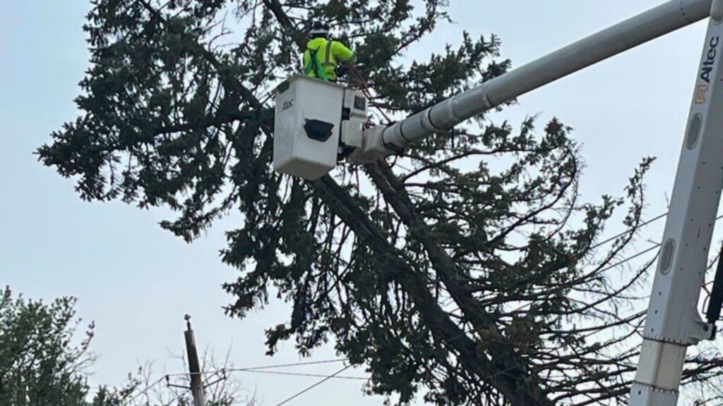 A photo of a lineworker in a bucket truck next to a tree that fell on a power line.